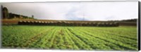 Hay bales in a farm land, Germany Fine Art Print