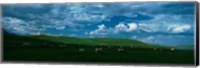 Charolais cattle grazing in a field, Rocky Mountains, Montana, USA Fine Art Print