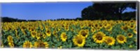 Sunflowers In A Field, Provence, France Fine Art Print