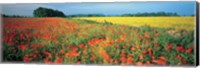Flowers in a field, Bath, England Fine Art Print