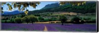 Mountain behind a lavender field, Provence, France Fine Art Print