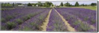 Field of lavender, Jardin Du Soleil, Sequim, Clallam County, Washington State, USA Fine Art Print