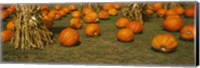 Corn plants with pumpkins in a field, South Dakota, USA Fine Art Print