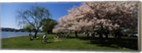 Group of people in a garden, Cherry Blossom, Washington DC, USA Fine Art Print