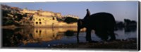 Side profile of a man sitting on an elephant, Amber Fort, Jaipur, Rajasthan, India Fine Art Print