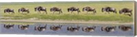 Herd of wildebeests walking in a row along a river, Ngorongoro Crater, Ngorongoro Conservation Area, Tanzania Fine Art Print
