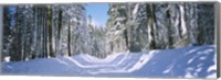 Trees in a row on both sides of a snow covered road, Crane Flat, Yosemite National Park, California, USA Fine Art Print