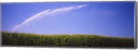 Water being sprayed on a corn field, Washington State, USA Fine Art Print