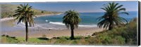 High angle view of palm trees on the beach, Refugio State Beach, Santa Barbara, California, USA Fine Art Print