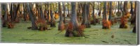 Bald cypress trees (Taxodium disitchum) in a forest, Illinois, USA Fine Art Print