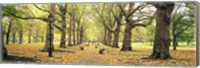 Trees along a footpath in a park, Green Park, London, England Fine Art Print
