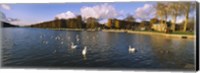 Flock of swans swimming in a lake, Chateau de Versailles, Versailles, Yvelines, France Fine Art Print