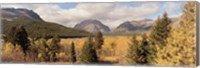 Trees in a field, US Glacier National Park, Montana, USA Fine Art Print