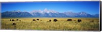 Field of Bison with mountains in background, Grand Teton National Park, Wyoming, USA Fine Art Print