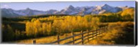 Trees in a field near a wooden fence, Dallas Divide, San Juan Mountains, Colorado Fine Art Print