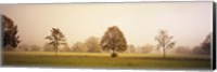 Fog covered trees in a field, Baden-Wurttemberg, Germany Fine Art Print