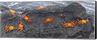 High angle view of Sally Lightfoot crabs (Grapsus grapsus) on a rock, Galapagos Islands, Ecuador Fine Art Print