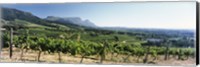 Vineyard with Constantiaberg Range and Table Mountain, Constantia, Cape Town, Western Cape Province, South Africa Fine Art Print