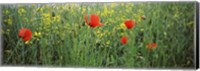 Poppies blooming in oilseed rape (Brassica napus) field, Baden-Wurttemberg, Germany Fine Art Print