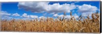 Wheat crop growing in a field, near Edmonton, Alberta, Canada Fine Art Print