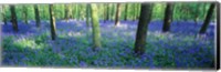 Bluebells in a forest, Charfield, Gloucestershire, England Fine Art Print