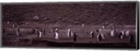 Penguins make their way to the colony, Baily Head, Deception Island, South Shetland Islands, Antarctica Fine Art Print