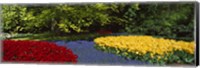 Flowers in a garden, Keukenhof Gardens, Lisse, Netherlands Fine Art Print