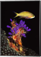 Bluebell tunicate (Clavelina puertosecensis) and Anthias Fish (Pseudanthias lori) in the sea Fine Art Print