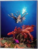 Lionfish (Pteropterus radiata) and Squarespot anthias (Pseudanthias pleurotaenia) with soft corals in the ocean Fine Art Print