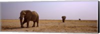 Three African elephants (Loxodonta africana) bulls approaching a waterhole, Etosha National Park, Kunene Region, Namibia Fine Art Print