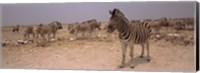 Herd of Burchell's zebras (Equus quagga burchelli) in a field, Etosha National Park, Kunene Region, Namibia Fine Art Print