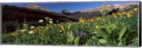 Wildflowers in a forest, West Maroon Pass, Crested Butte, Gunnison County, Colorado, USA Fine Art Print