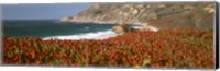 Flowers on the coast, Big Sur, California, USA Fine Art Print