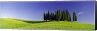 Trees on a landscape, Val D'Orcia, Siena Province, Tuscany, Italy Fine Art Print