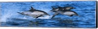Dolphins in the sea Fine Art Print