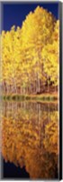 Reflection of Aspen trees in a lake, Telluride, San Miguel County, Colorado, USA Fine Art Print