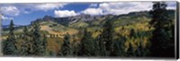 Trees on mountains, Ridgway, Colorado, USA Fine Art Print
