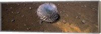 Haleakala silversword (Argyroxiphium sandwicense subsp. macrocephalum), Haleakala National Park, Maui, Hawaii, USA Fine Art Print