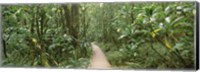 Young bamboo with path, Oheo Gulch, Seven Sacred Pools, Hana, Maui, Hawaii, USA Fine Art Print