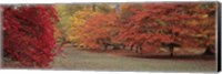 Autumn trees in Westonbirt Arboretum, Gloucestershire, England Fine Art Print