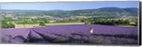 Woman in a field of lavender near Villars in Provence, France Fine Art Print