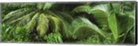 Palm fronds and green vegetation, Seychelles Fine Art Print