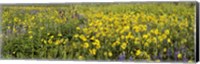 Wildflowers in a field, Crested Butte, Gunnison County, Colorado, USA Fine Art Print