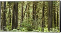 Trees in a forest, Quinault Rainforest, Olympic National Park, Washington State Fine Art Print