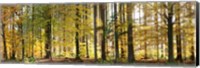 Trees in autumn, Hohenlohe, Baden-Wurttemberg, Germany Fine Art Print