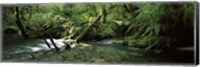 Divide Creek flowing through a forest, Hollyford River, Fiordland National Park, South Island, New Zealand Fine Art Print