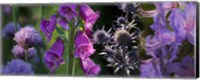 Close-up of purple flowers Fine Art Print