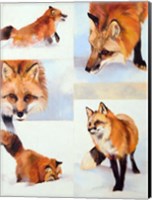 Vulpes V Fine Art Print