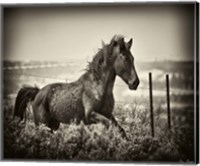 Running Horse Fine Art Print