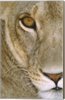 Lioness Close-Up Tanzania Africa Fine Art Print
